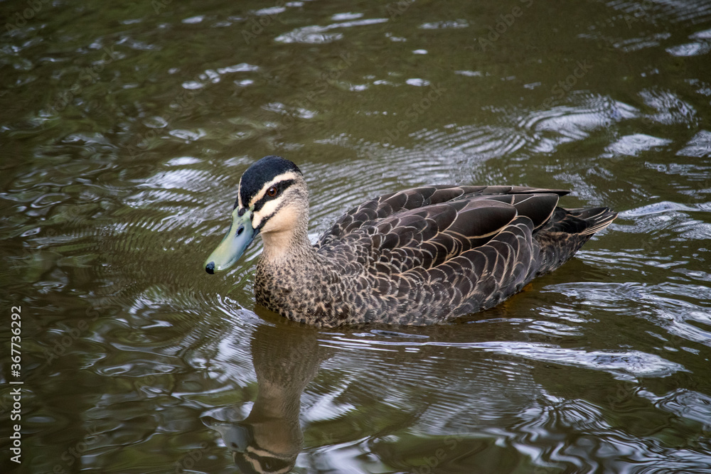 Fototapeta premium Single duck swimming in a river 1
