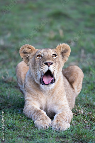 Lion cub with his mouth partly open. Masai Mara, kenya. Closeup front view with green grass background. © Rixie
