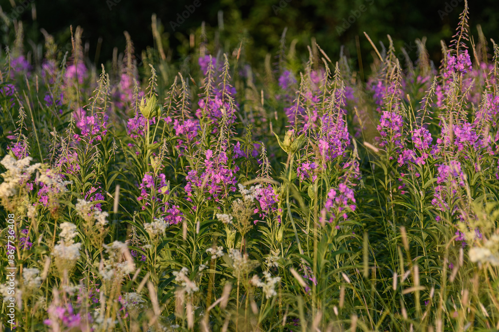 Obraz premium purple flowers in the field