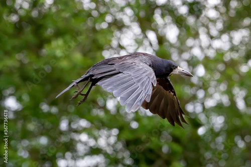 Rook, Corvus frugilegus, in flight against foliage and bokeh background. Wings up.