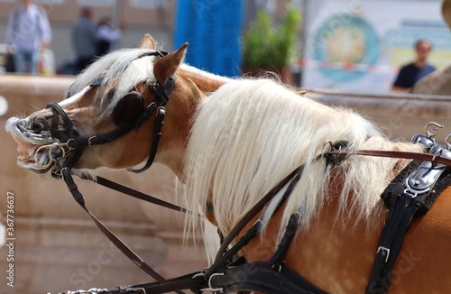 Horse smiling in Salzburg city