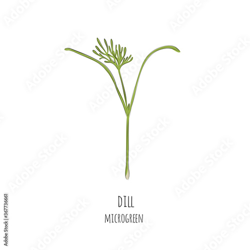 Hand drawn dill micro greens. Vector illustration in sketch style isolated on white background.
