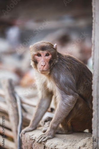 Close up of wild rhesus monkey in natural setting, chewing. © pridneprovskiy