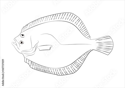 Plantilla de rodaballo sobre fondo blanco
