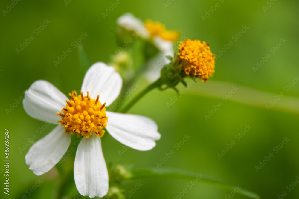 Fototapeta premium Zinnia angustifolia is a herbaceous flowering plant species of zinnia native to northern and western Mexico and naturalized in parts of the Southwestern United States.