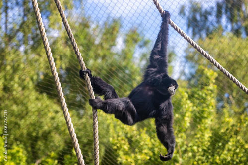 Siamang gibbon swings from ropes in a zoo enclosure