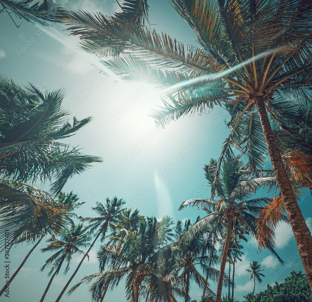 Sun shining over palm trees in Guadeloupe Sun shining over palm trees in Guadeloupe