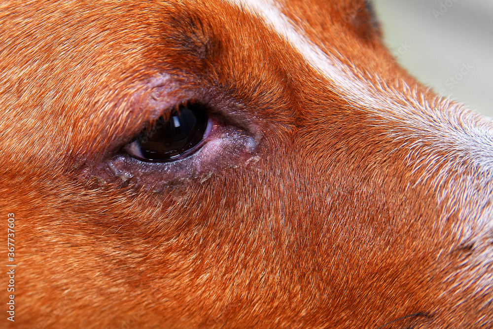 portrait of a dog with eye problem, conjunctivitis. Dog with bad swollen eyes due to an infection, dogs eye viewed from the side close up, in a square format, selective focus to ad copy space.