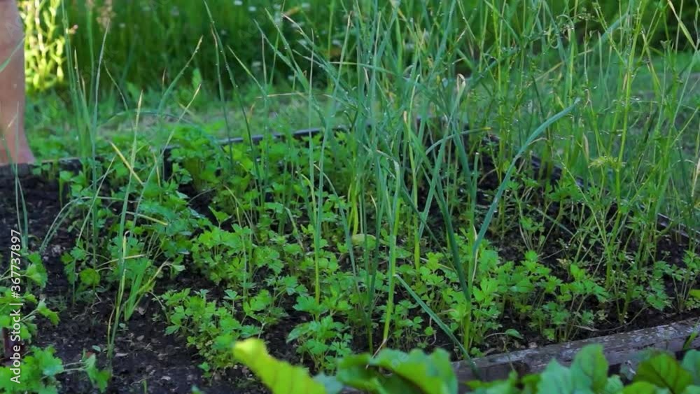Watering garden bed with vegetables in evening Watering garden bed with vegetables in evening