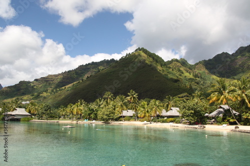 Beautiful turquoise green lagoon with a young green palm tree inclined and white sand beach with typical wood houses, Moorea, Tahiti, French Polynesia.