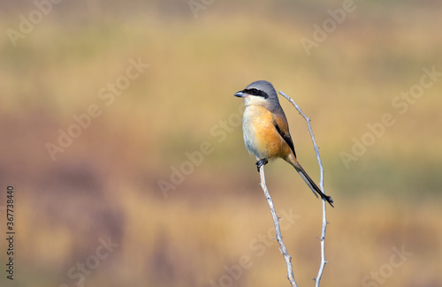 Long-tailed shrike perched on dry branch © RK