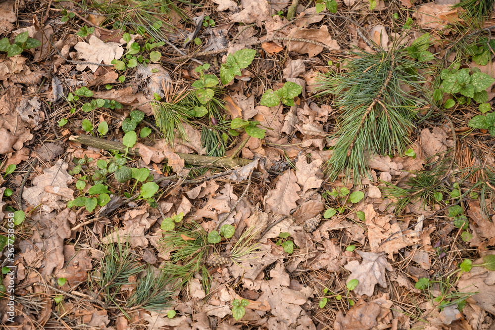 spring forest ground spring forest ground