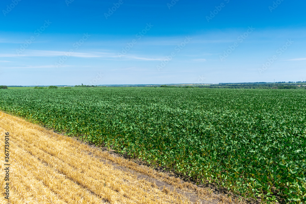 Obraz premium Soybean field in summer