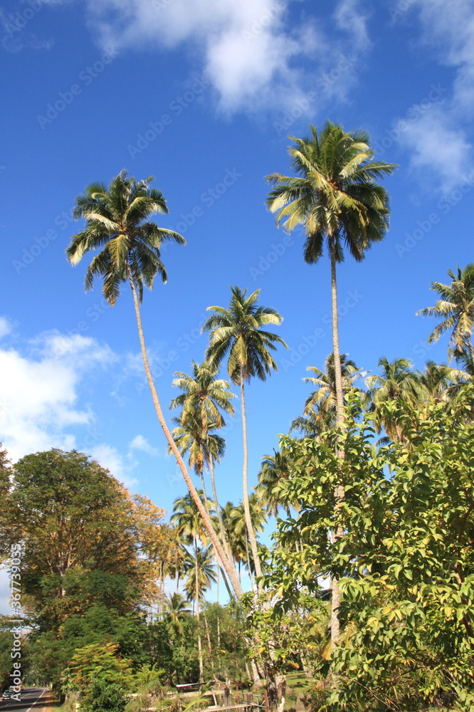 Obraz premium Beautiful panorama of a paradise beach with white sand and coco palm tree with turquoise water lagoon in Moorea island, Tahiti, French Polynesia.