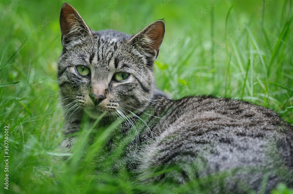Tabby cat lies in the green grass. Selective focus