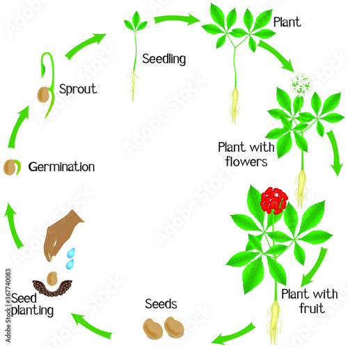 Life cycle of a ginseng (Panax ginseng) plant on a white background.