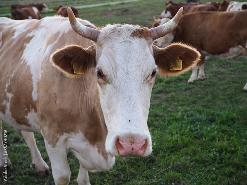 portrait d'une vache dans un champ © DOMINIQUE MARIOTTI