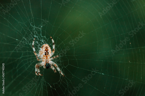 European garden spider (cross spider, Araneus diadematus) sitting in a spider web, Close up macro shot