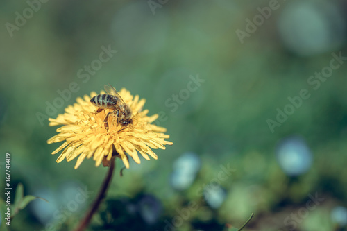 bee collects nectar on a yellow dandelion flower