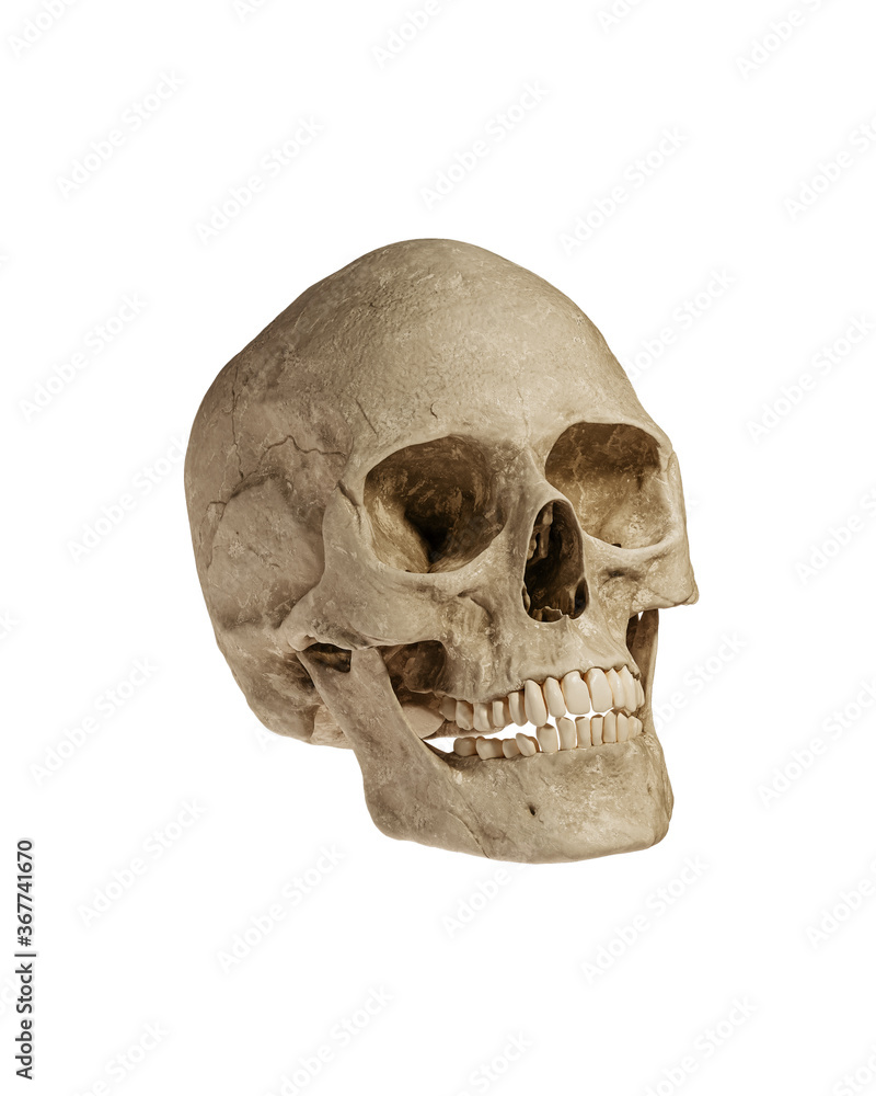 Naklejka premium Human Skull Isolated on White Background