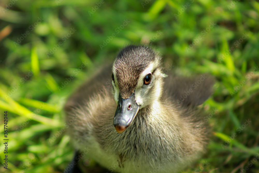 Wood Duckling Leaning its Environment Wood Duckling Leaning its Environment