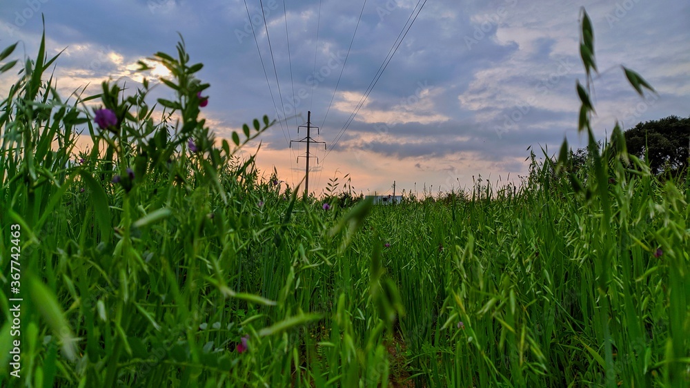 Fototapeta premium grass and sky