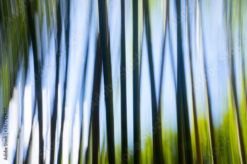 Intentional artistic movement blur of bamboo.