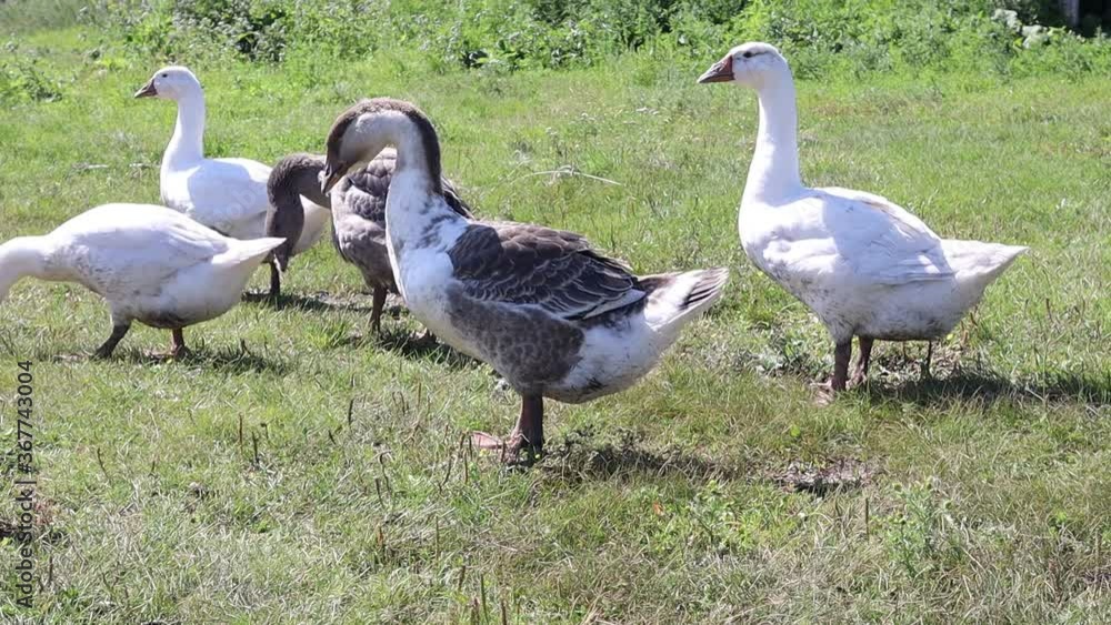 Domestic geese graze on green grass in summer. Domestic geese graze on green grass in summer.