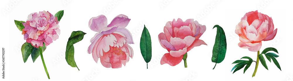 Fototapeta premium Watercolor peony flower set. Painting illustration. 