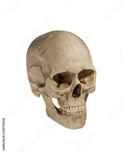 Human Skull Isolated on White Background © Billelis