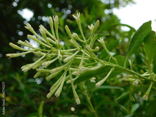 close up of a plant