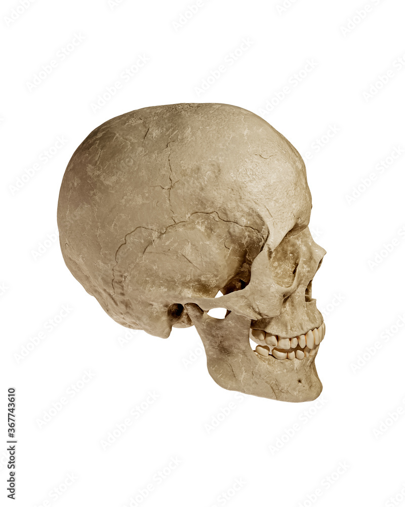 Human Skull Isolated on White Background Human Skull Isolated on White Background