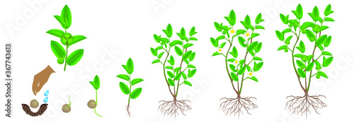 Cycle of growth of green tea (camellia sinensis) plant on a white background.