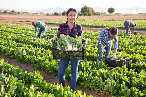 Latino female farmer carries boxes with ripe chard on the farm field