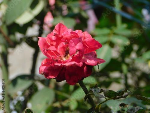 pink rose in garden