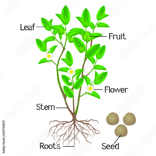 Illustration showing plant parts of green tea (camellia sinensis) on a white background.