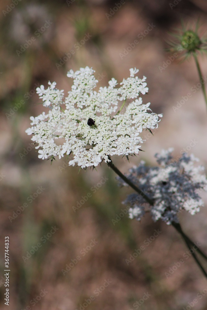 Close up blooming wild carrot plant (Daucus carota / Queen Anne's lace) with sunrise in background.Italian field, wildlife .Wild flowers in summer.Italy Close up blooming wild carrot plant (Daucus carota / Queen Anne's lace) with sunrise in background.Italian field, wildlife .Wild flowers in summer.Italy