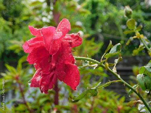 red flower in the garden