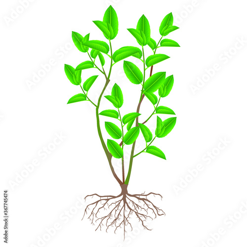 A bush of green tea with roots on a white background.