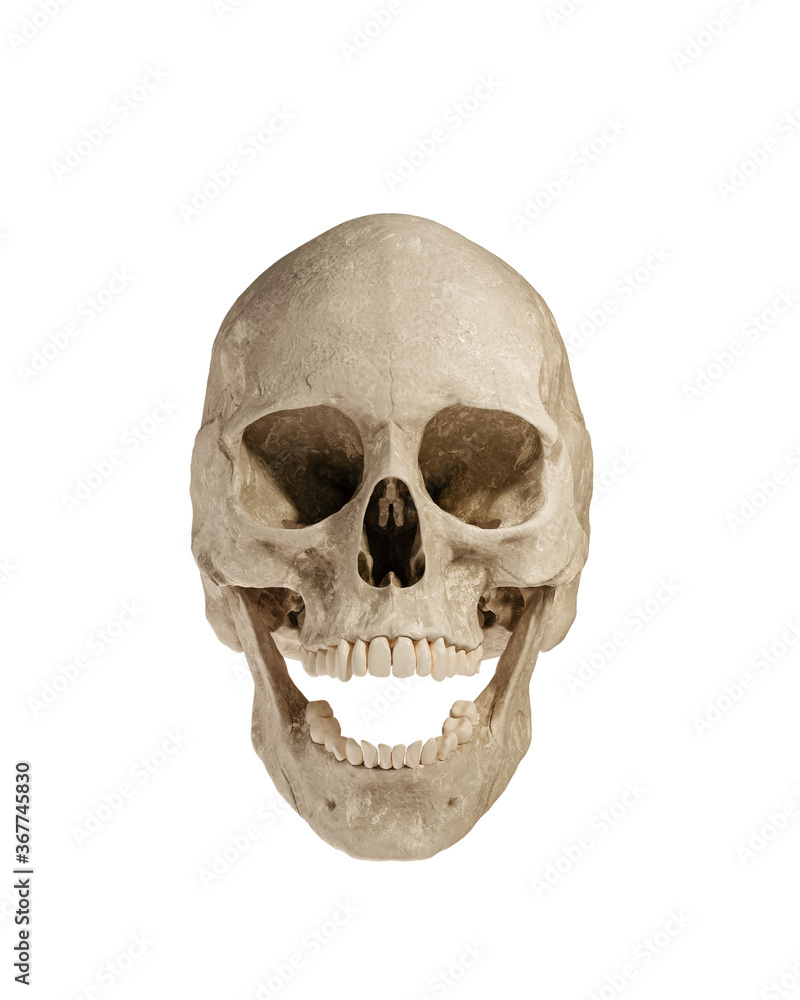 Obraz premium Human Skull Isolated on White Background