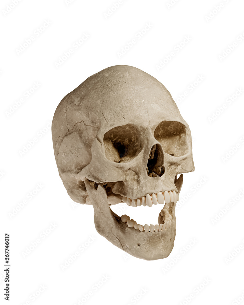 Obraz premium Human Skull Isolated on White Background