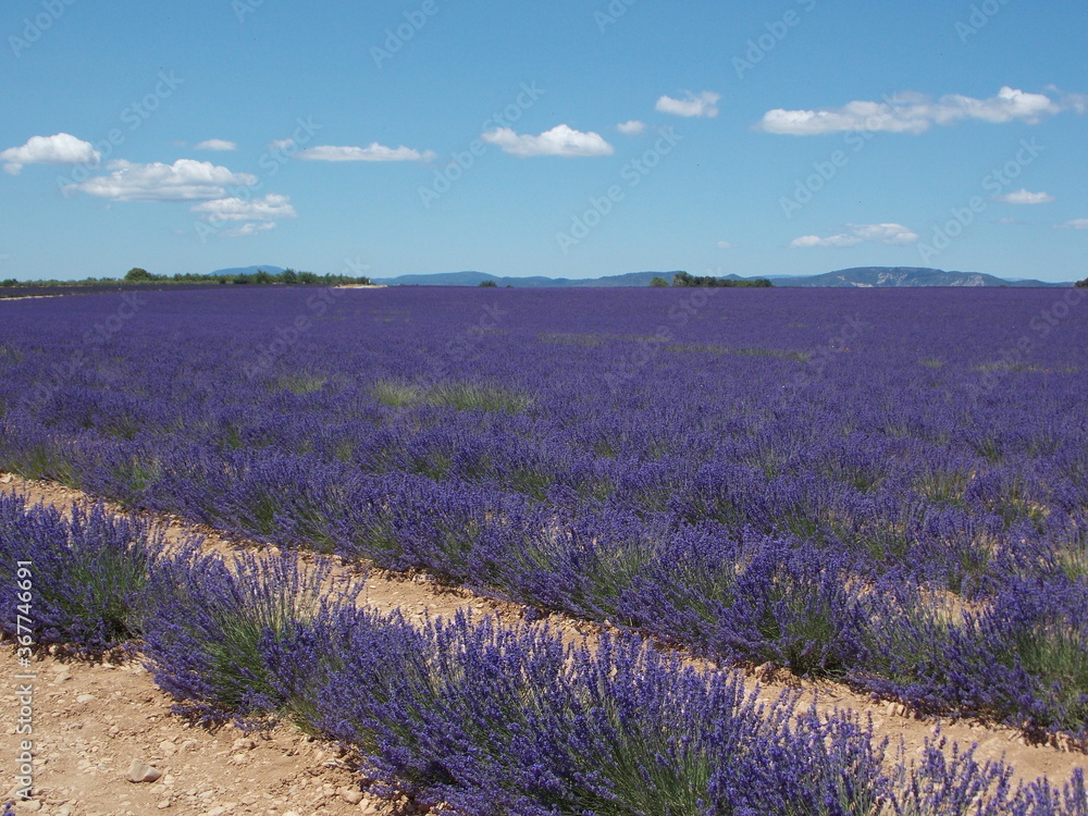 Obraz premium lavande