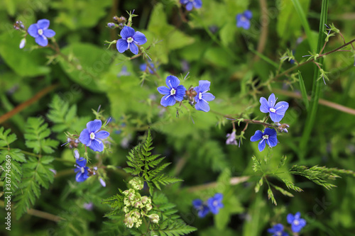 Delicate little blue flowers of Veronica Chamaedrys bloom in the garden.