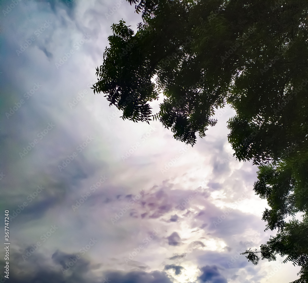 Beautiful sky with Neem tree leafs