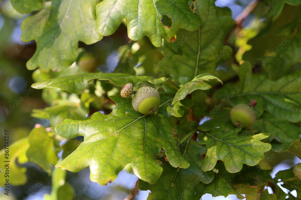 Fototapeta premium Oak branch with green leaves and acorns