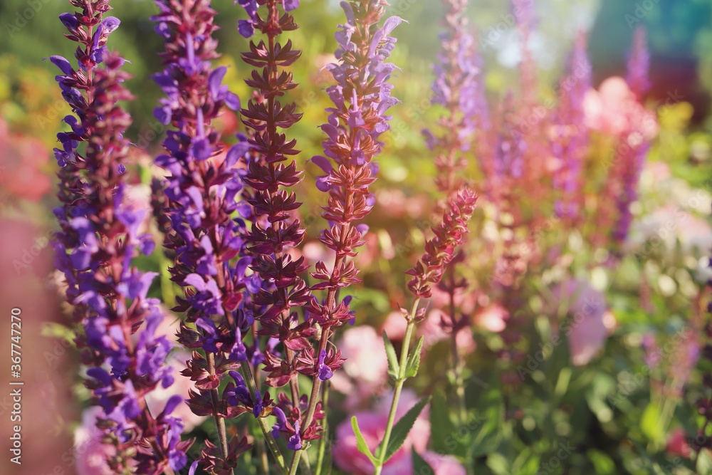 Obraz premium Purple flowers of decorative sage field in sunlight. Beautiful Bumbleberry Salvia in flower garden. Artistic image with selective focus.