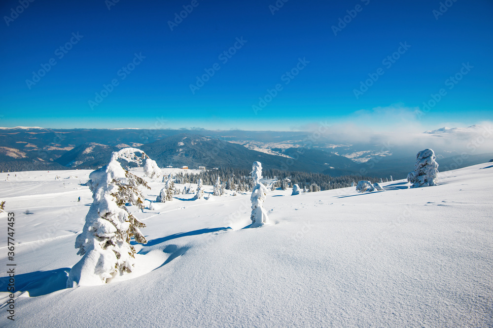 Amazing winter landscape of snowy little fir trees