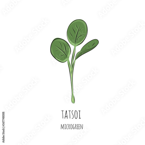 Hand drawn tatsoi micro greens. Vector illustration in sketch style isolated on white background.