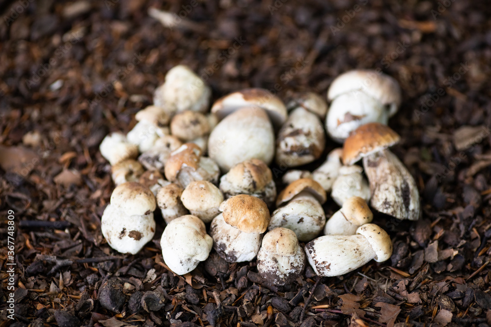 Freshly harvested young boletus mushrooms lie on the forest ground. Edible mushrooms Freshly harvested young boletus mushrooms lie on the forest ground. Edible mushrooms