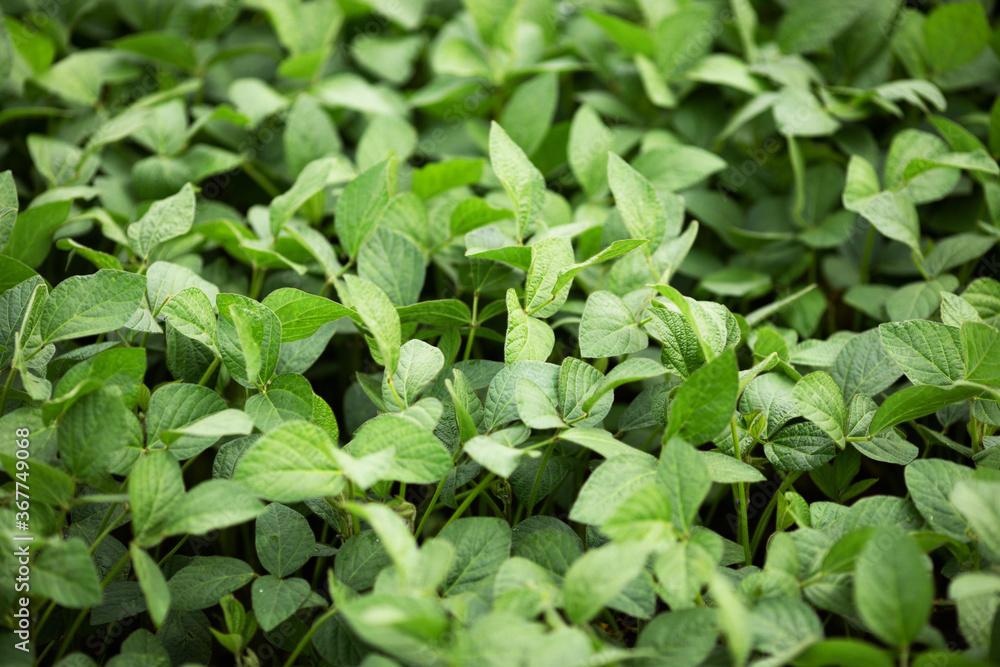 Green soybean leaves. Legumes and healthy eating. Agricultural industry. Green soybean leaves. Legumes and healthy eating. Agricultural industry.